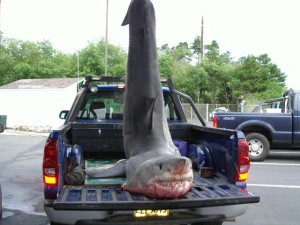 In an undated photo provided by the Oregon State Police, a 12-foot Great White Shark is displayed near Depoe Bay, Ore.  A 20-foot recreational fishing boat brought the shark to Depoe Bay and it likely died Saturday after getting tangled in his crab pot lines.(AP Photo/Oregon State Police